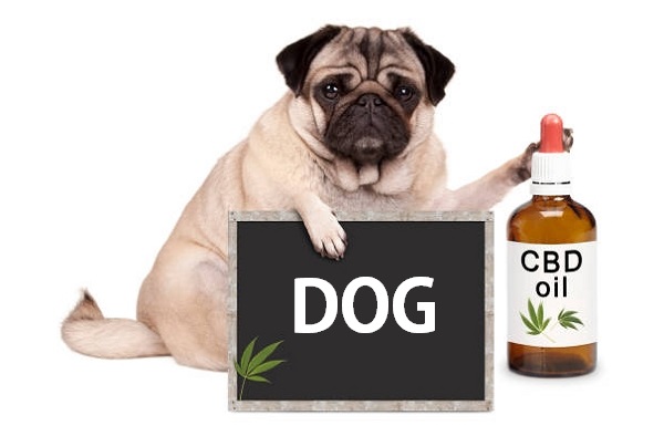 CBD Oil for Dog