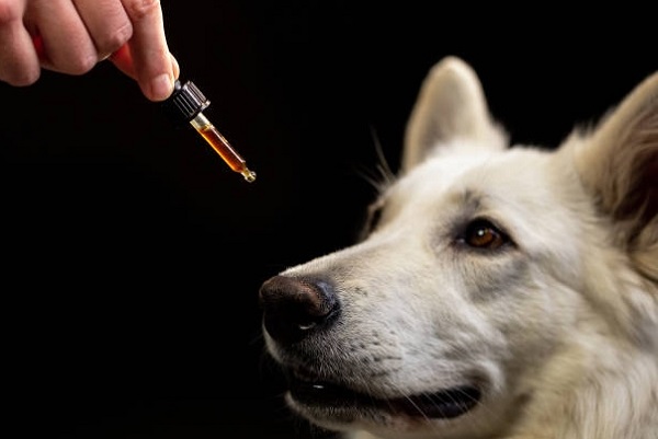 person hand holding CBD Oil Straw