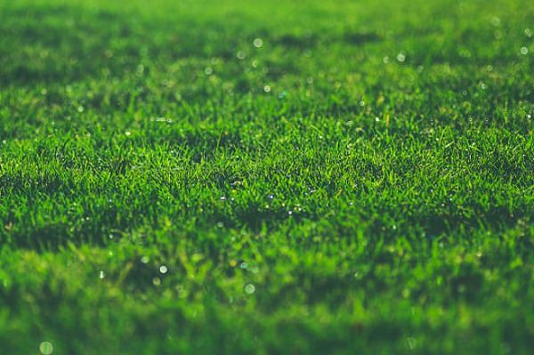 dew field grass green lawn