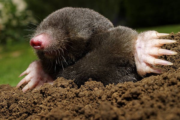 ground moles