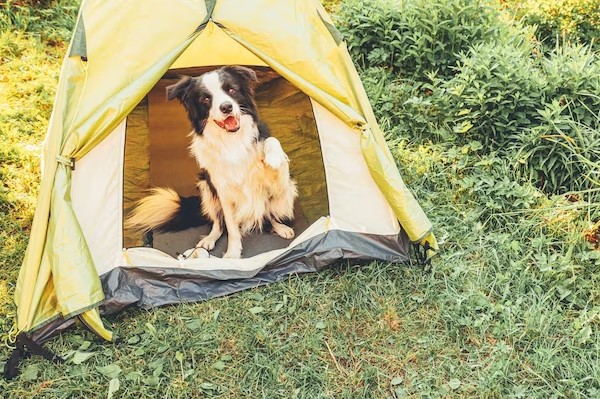 Dog in his tent
