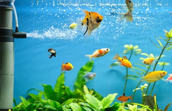 fishs in aquarium