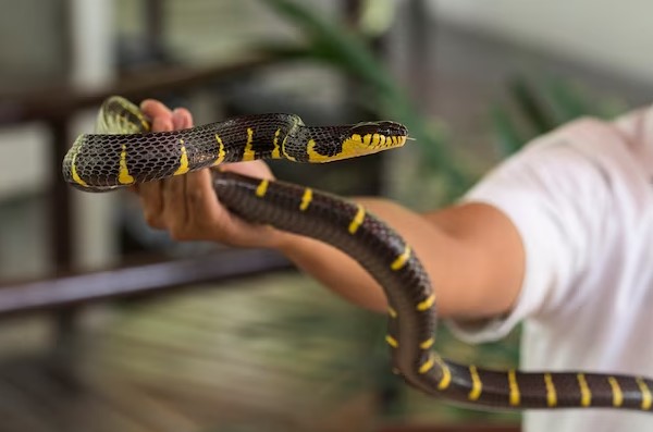 person holding a snake