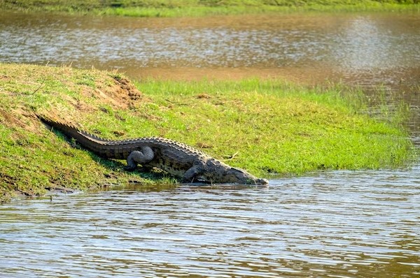 How Fast Can an Alligator Run?