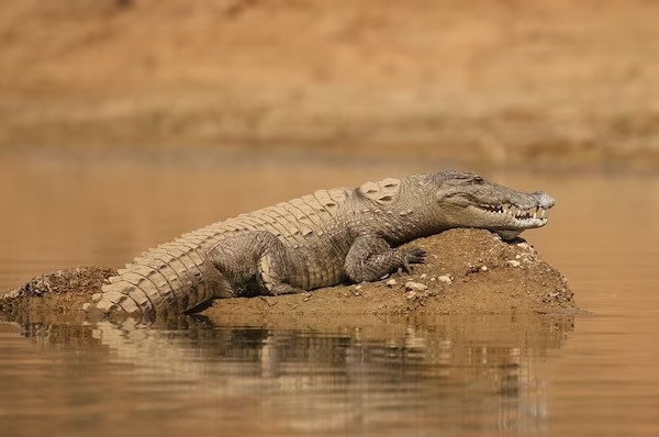 Alligator in muddy water
