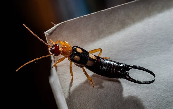 Earwig insect