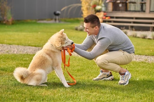 Train your puppy