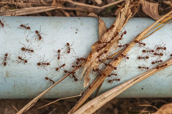 ants on pipe
