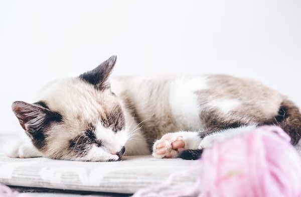 9 Signs Your Cat Has a Sensitive Stomach
