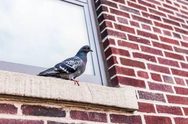 Preventing Pests: How to Deter Pigeons From Your Building