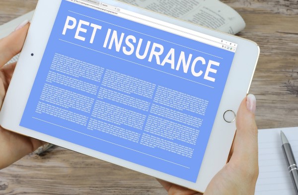 pet insurance