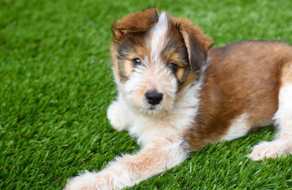 Why Artificial Turf is Great for Dogs