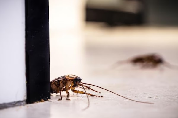 House pests