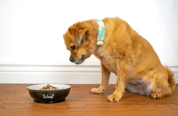 dog food placed in the bowl