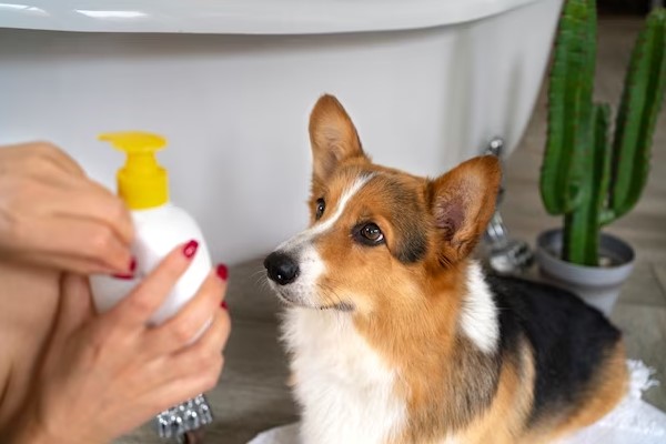 dog with shampoo