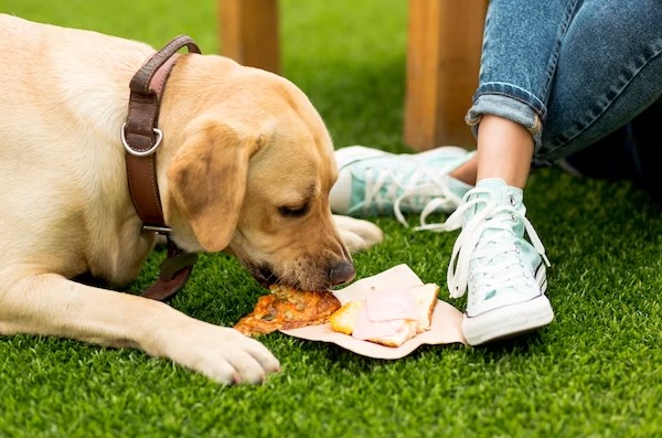 pizza slice in front of dog