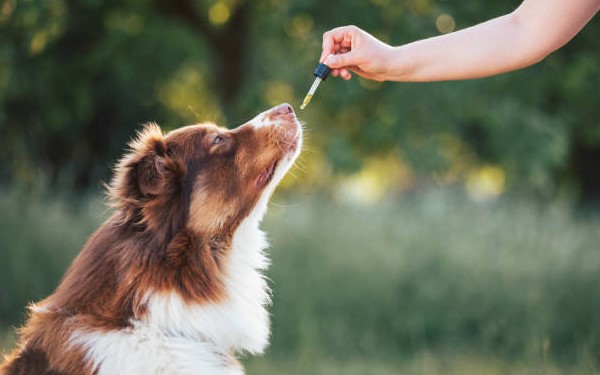 Hemp Oil vs CBD Oil for Dogs: Which Should You Choose?