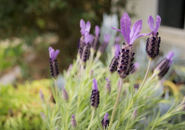 How to Care for Lavender Trees