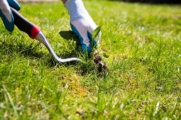 Lawn Care: The Most Common Colorado Weeds and How to Control Them