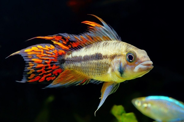 Neon Tetra Tank Mates Fish