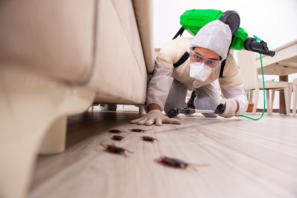 How Long Does It Take to Get Rid of Bed Bugs in Your Home?