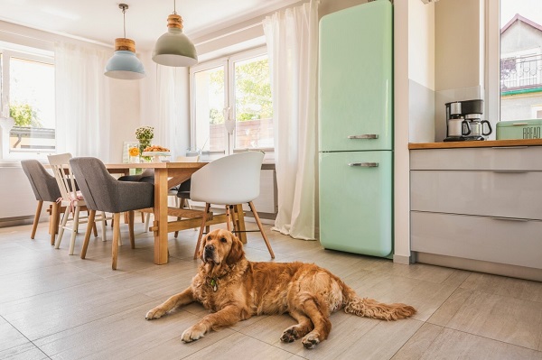 Paws and Cleanliness: A Guide to a Spotless Home with Dogs