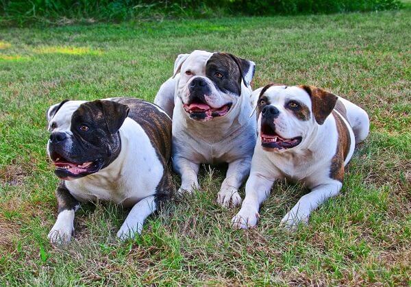 Raising Mini French Bulldogs