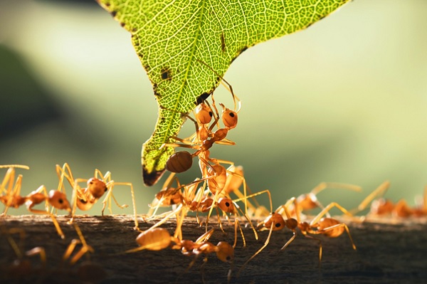 Carpenter Ants vs. Fire Ants: What to Know