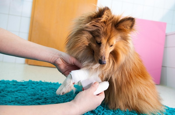 The Best Tips on How to Treat a Wound on a Dog
