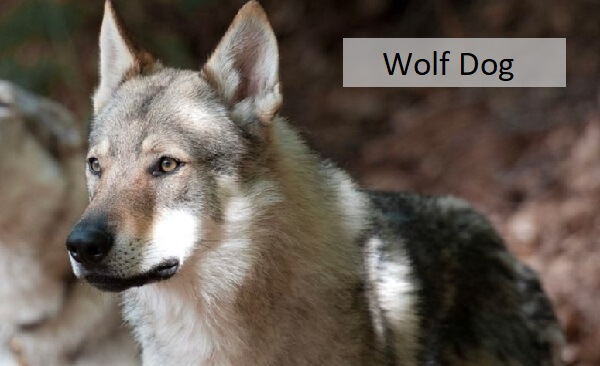 Dog Hybrids or Wolf Hybrids (406 PSI)