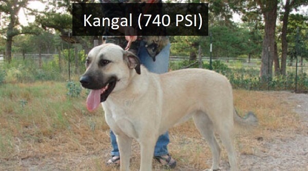 Kangal