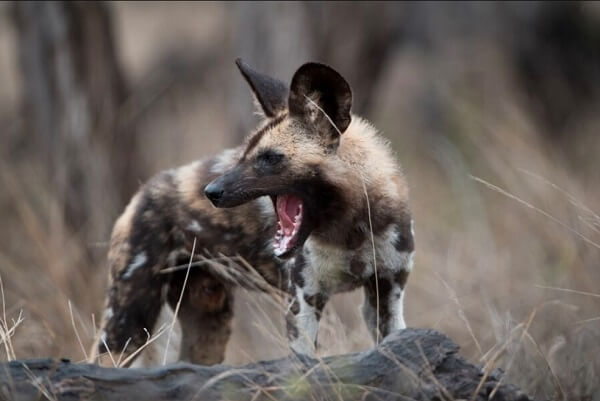 a wild dog mouth open