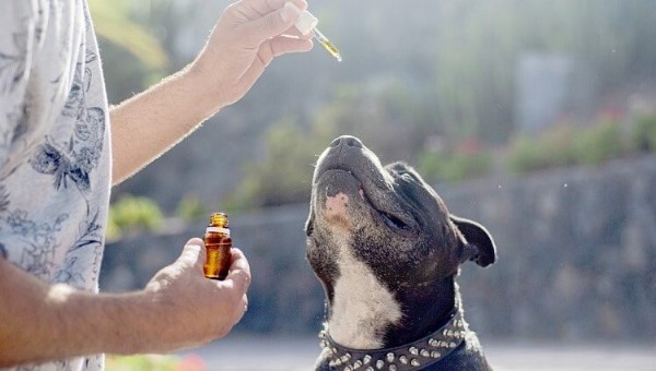 How Long Does it Take CBD to Kick in for Dogs?