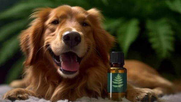 What is the Difference Between CBD and CBD for Dogs?