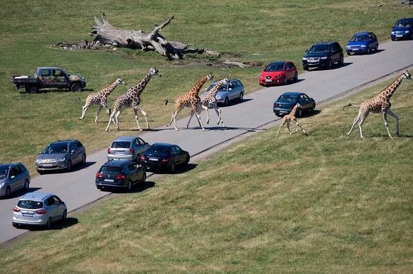 Dubai-Safari-Park-in-cars-and-giraffes