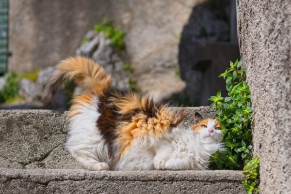 Average Life Span of Persian Cats
