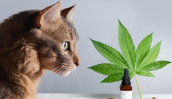 How Long Does it Take for CBD Treats to Kick in for Cats?