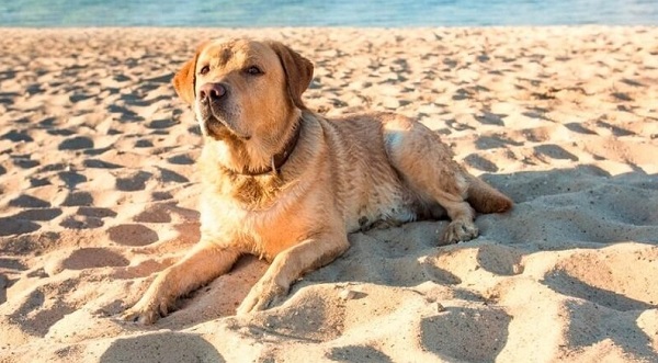 Pet Friendly Beaches in Dubai