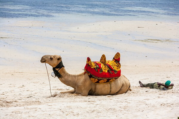 camel sitting on the sand