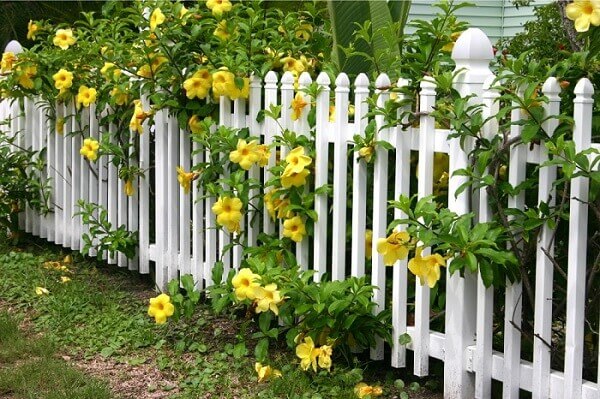 flowers in garden