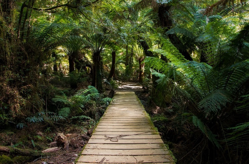 Maits Rest Rainforest Walk