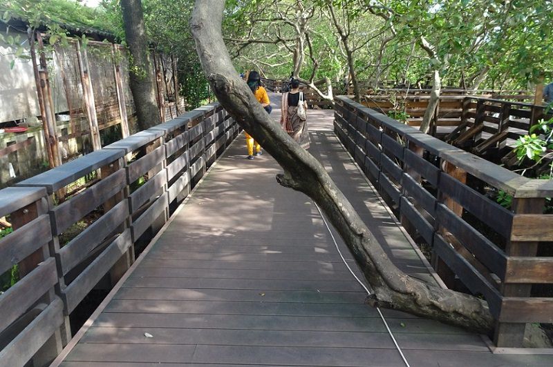 Mangrove Boardwalk