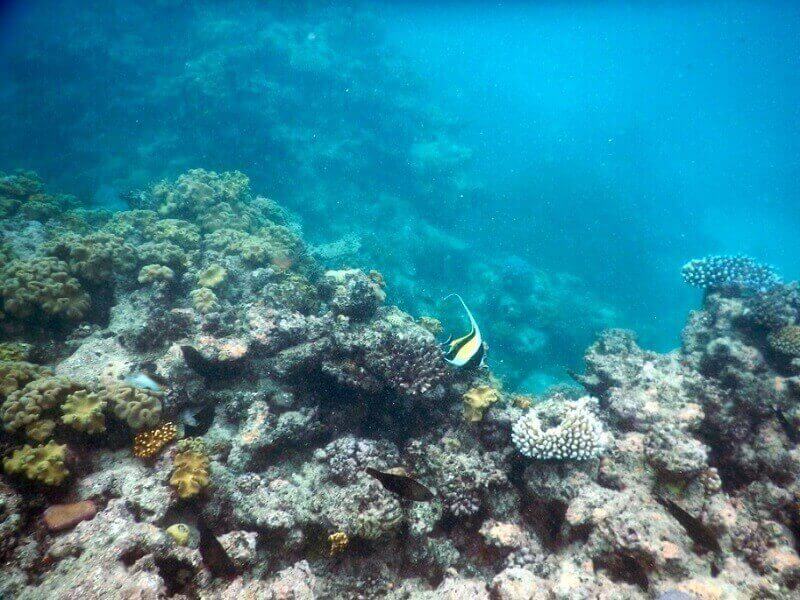 Opal Reef Underwater Adventure