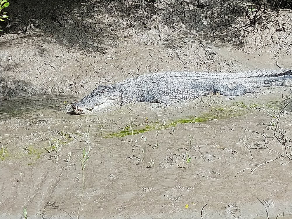 Proserpine River Crocodile