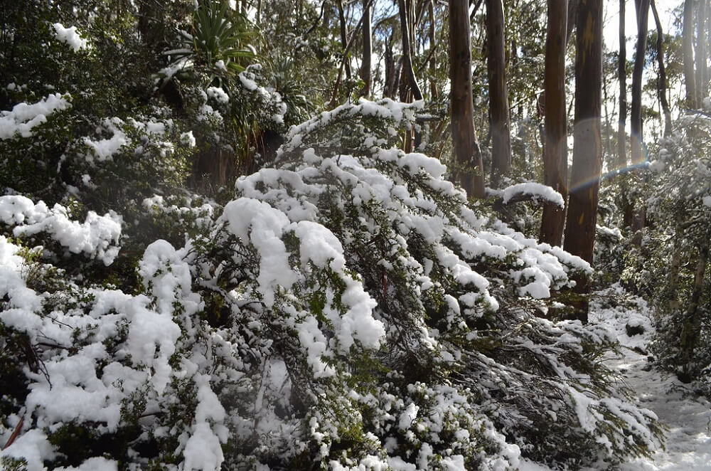 Snow in Tasmania