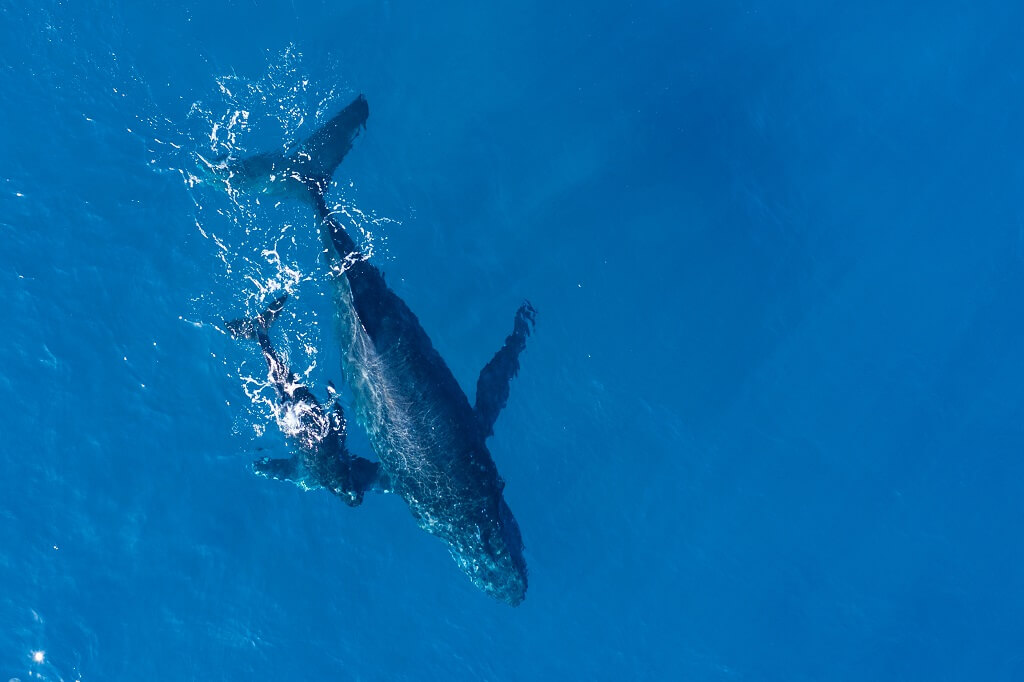 humpback whales photographed from with aerial drone off coast kapalua hawaii