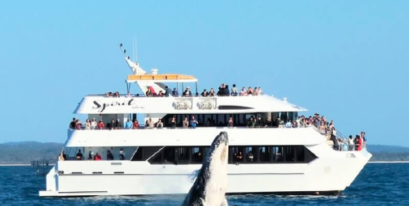 water cruise watching whale