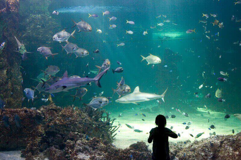 SEA LIFE Sydney Aquarium