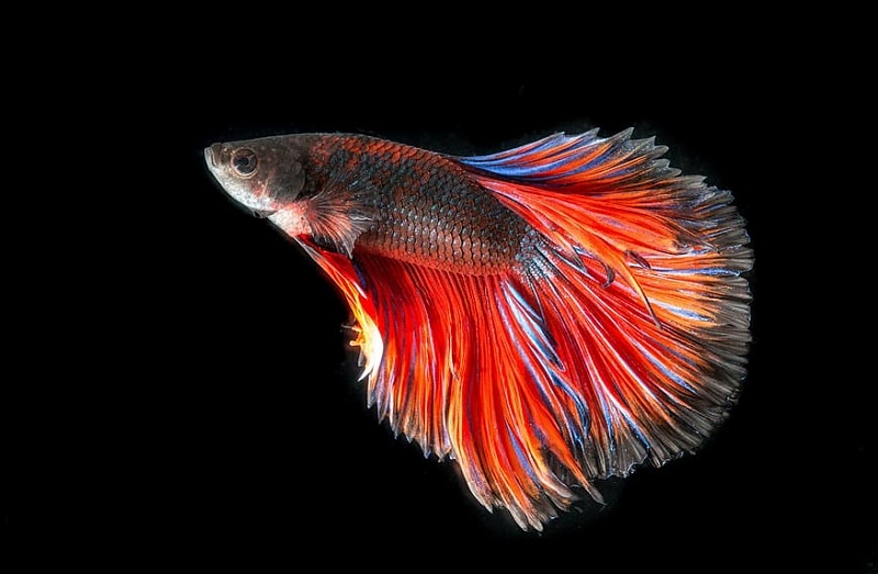 Betta-Fish-go-Without-Food