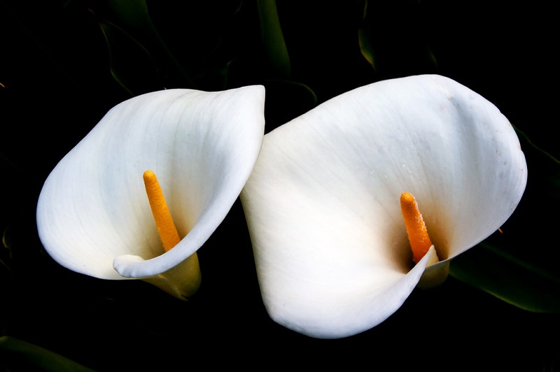 Calla Lilies Flowers
